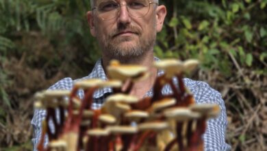 Paul de Vulpian avec des champignons