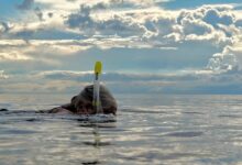 Récolte du fucus vésiculeux en Finlande